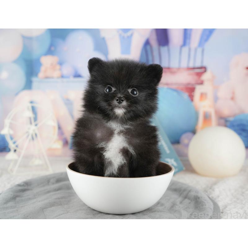 販売中の千葉県のポメラニアン-422938の11枚目