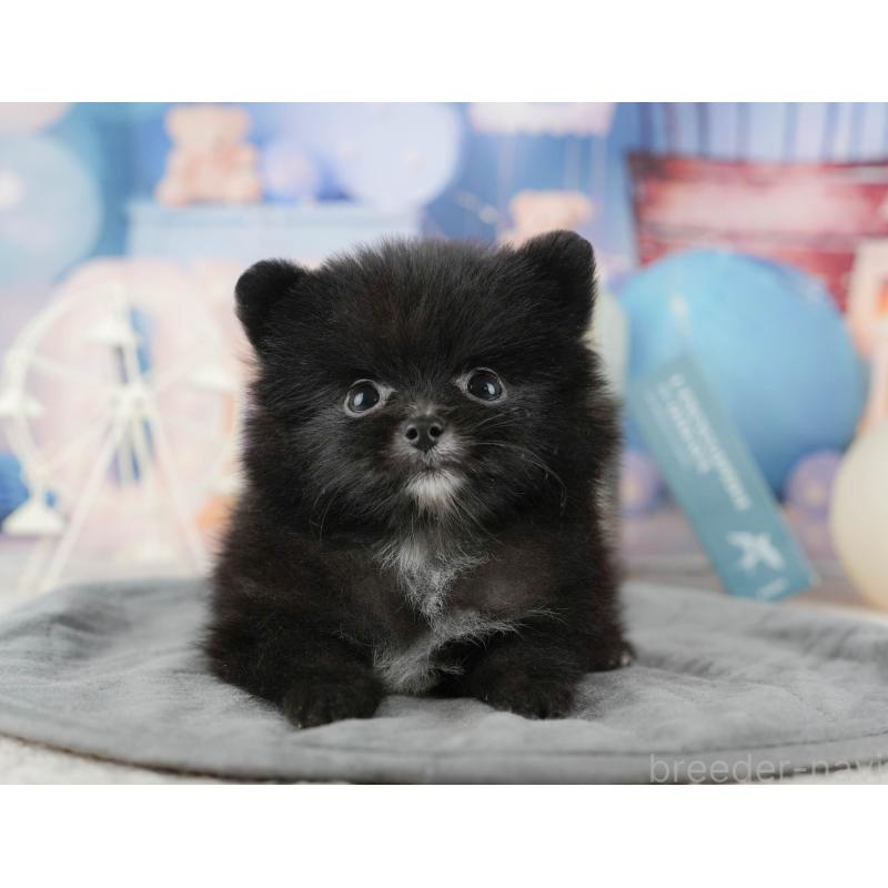 販売中の千葉県のポメラニアン-422938の10枚目