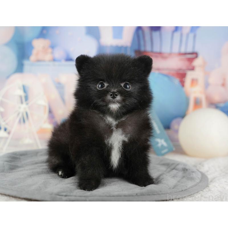 販売中の千葉県のポメラニアン-422938の9枚目