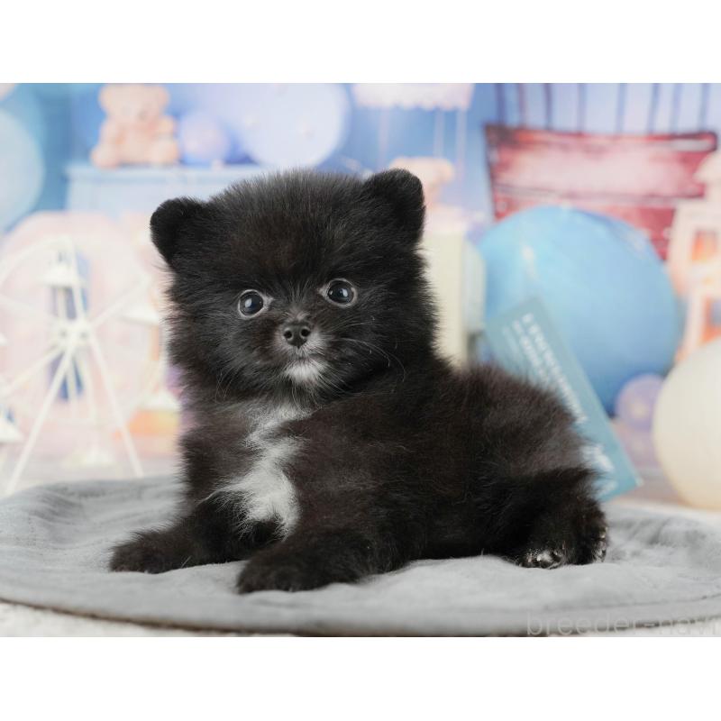 販売中の千葉県のポメラニアン-422938の8枚目