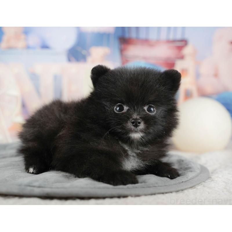 販売中の千葉県のポメラニアン-422938の7枚目