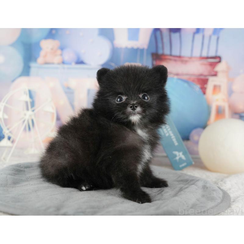 販売中の千葉県のポメラニアン-422938の6枚目