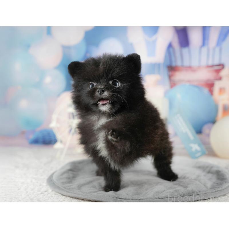 販売中の千葉県のポメラニアン-422938の5枚目