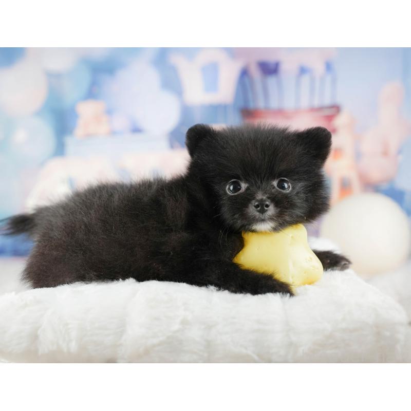 販売中の千葉県のポメラニアン-422938の4枚目