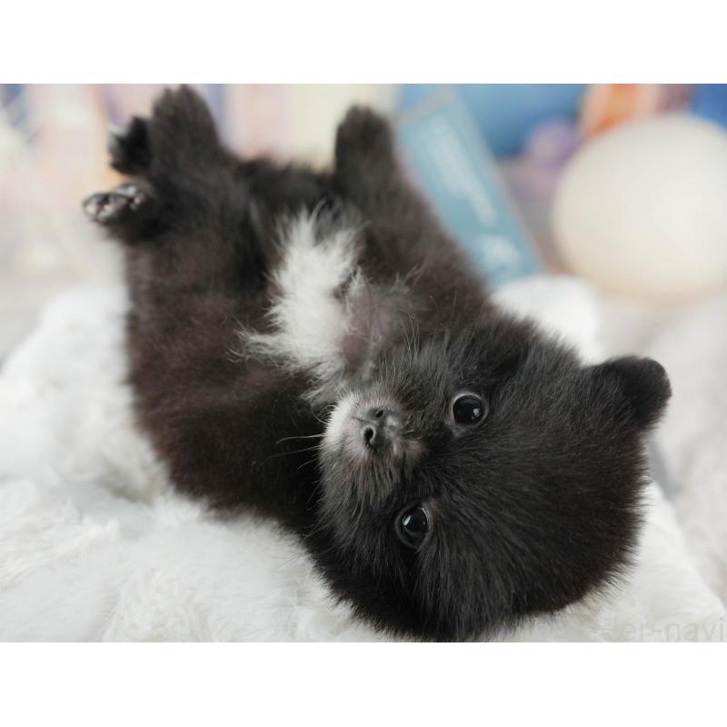 販売中の千葉県のポメラニアン-422938の3枚目