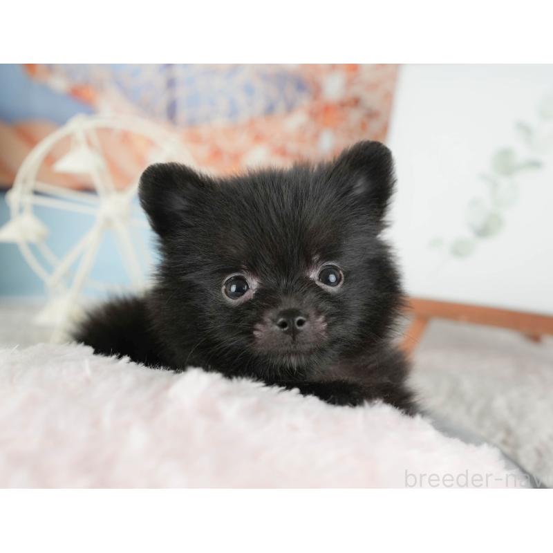 販売中の千葉県のポメラニアン-422937の11枚目