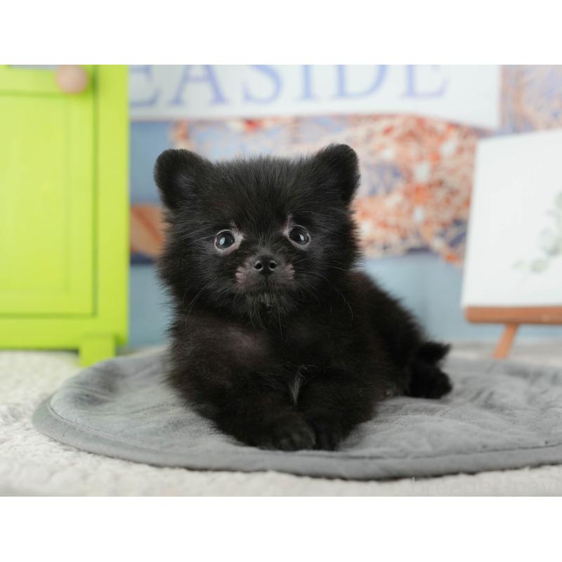 販売中の千葉県のポメラニアン-422937の10枚目