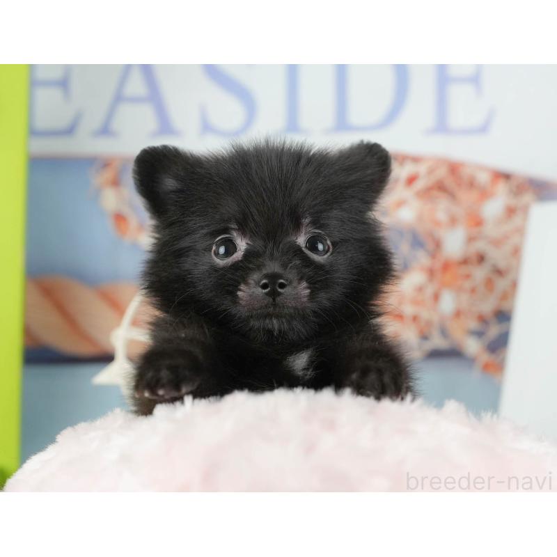 販売中の千葉県のポメラニアン-422937の9枚目