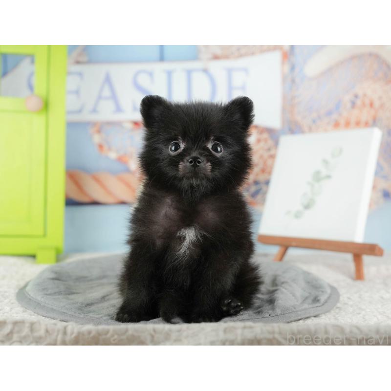 販売中の千葉県のポメラニアン-422937の8枚目