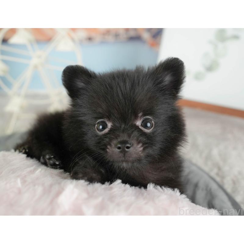 販売中の千葉県のポメラニアン-422937の7枚目