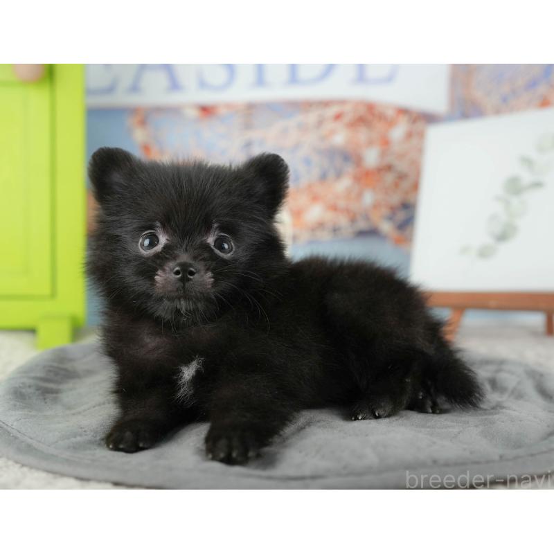 販売中の千葉県のポメラニアン-422937の6枚目