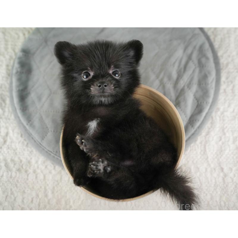 販売中の千葉県のポメラニアン-422937の5枚目