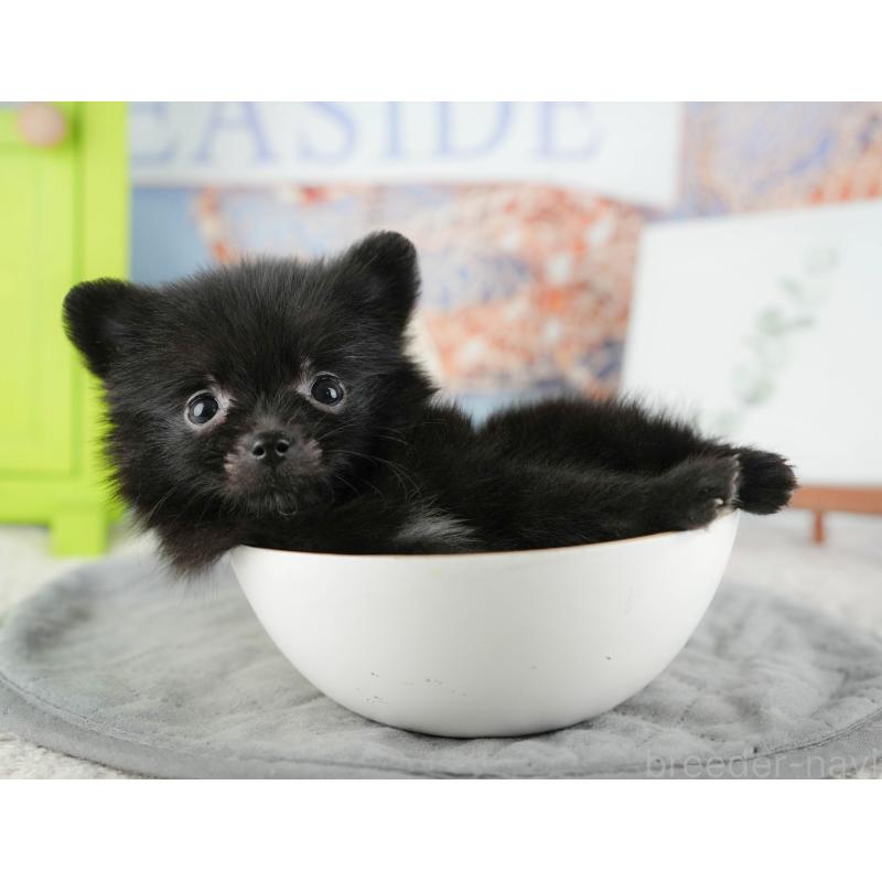 販売中の千葉県のポメラニアン-422937の4枚目