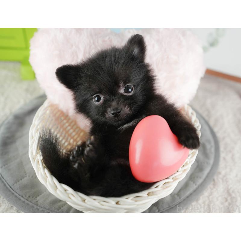 販売中の千葉県のポメラニアン-422937の3枚目