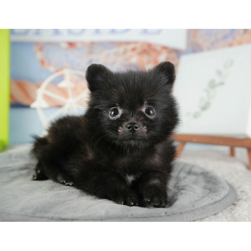 販売中の千葉県のポメラニアン-422937の2枚目