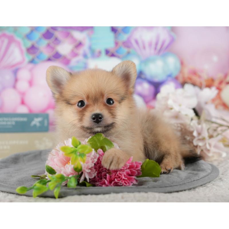 販売中の千葉県のポメラニアン-422936