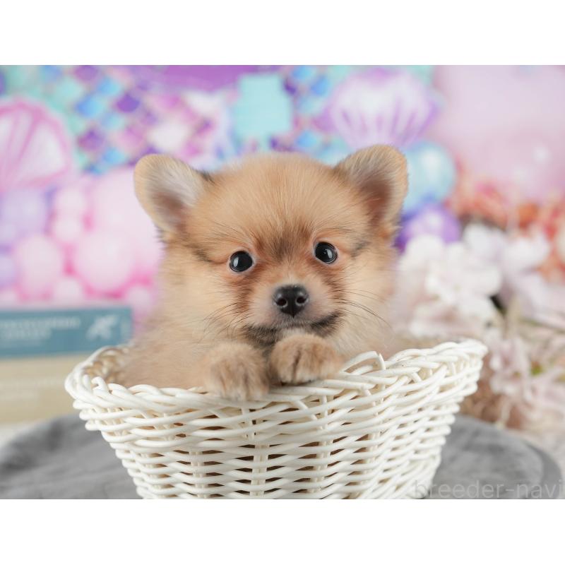 販売中の千葉県のポメラニアン-422936の11枚目