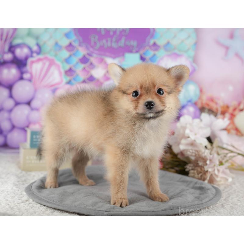 販売中の千葉県のポメラニアン-422936の10枚目