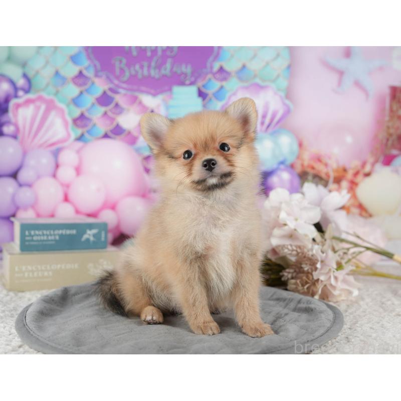 販売中の千葉県のポメラニアン-422936の5枚目