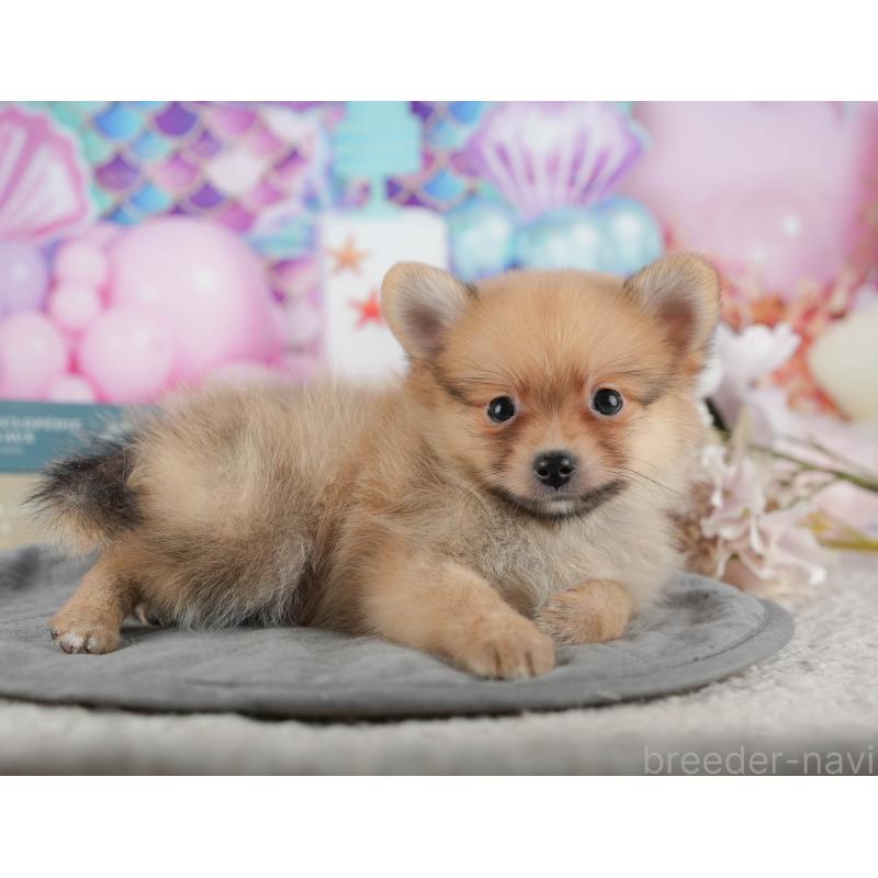 販売中の千葉県のポメラニアン-422936の4枚目