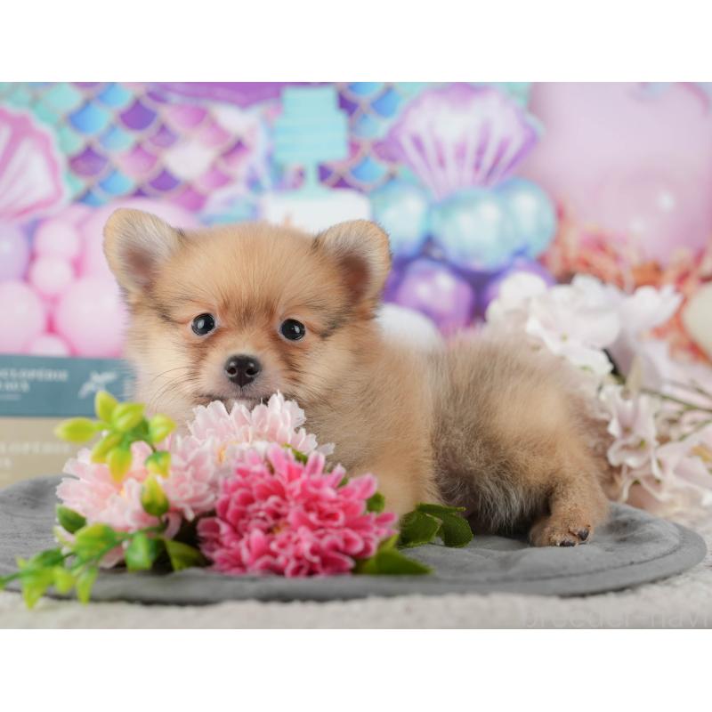 販売中の千葉県のポメラニアン-422936の3枚目