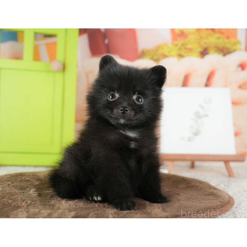 販売中の千葉県のポメラニアン-422935の12枚目