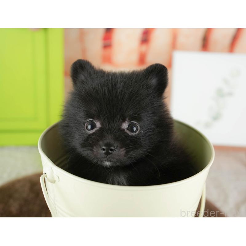 販売中の千葉県のポメラニアン-422935の11枚目