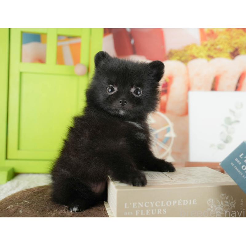 販売中の千葉県のポメラニアン-422935の10枚目