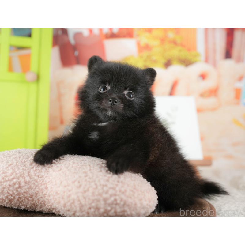 販売中の千葉県のポメラニアン-422935の9枚目