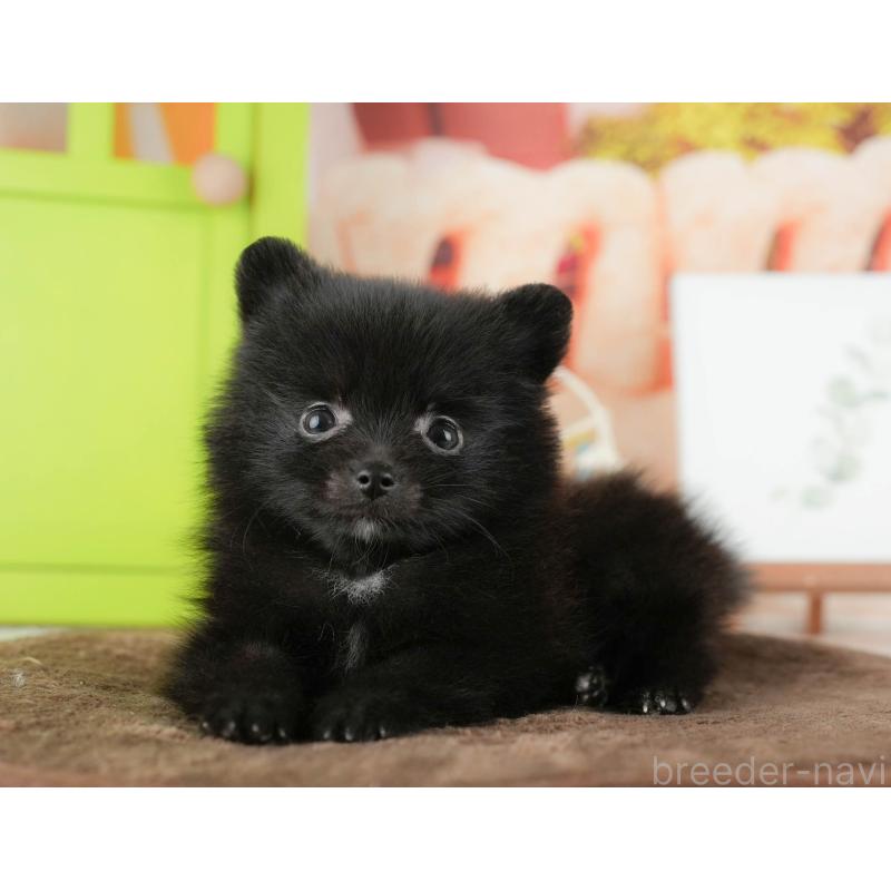 販売中の千葉県のポメラニアン-422935の8枚目