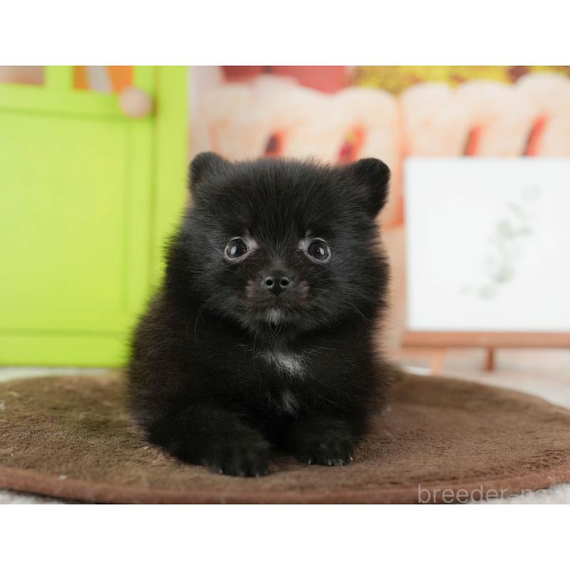 販売中の千葉県のポメラニアン-422935の7枚目