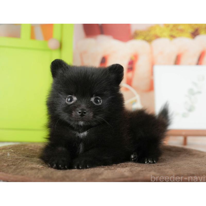 販売中の千葉県のポメラニアン-422935の6枚目