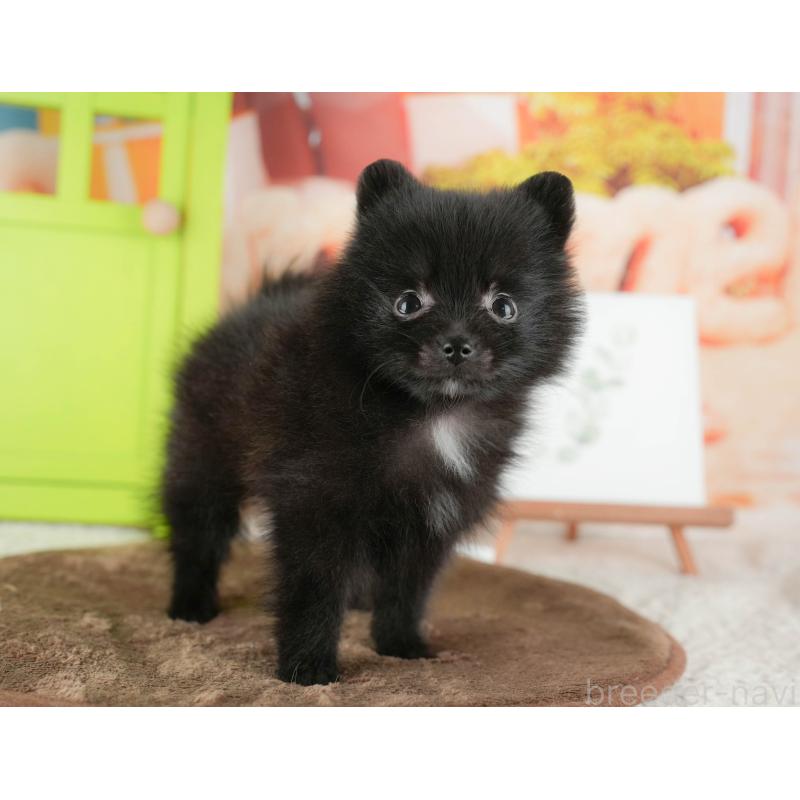 販売中の千葉県のポメラニアン-422935の5枚目