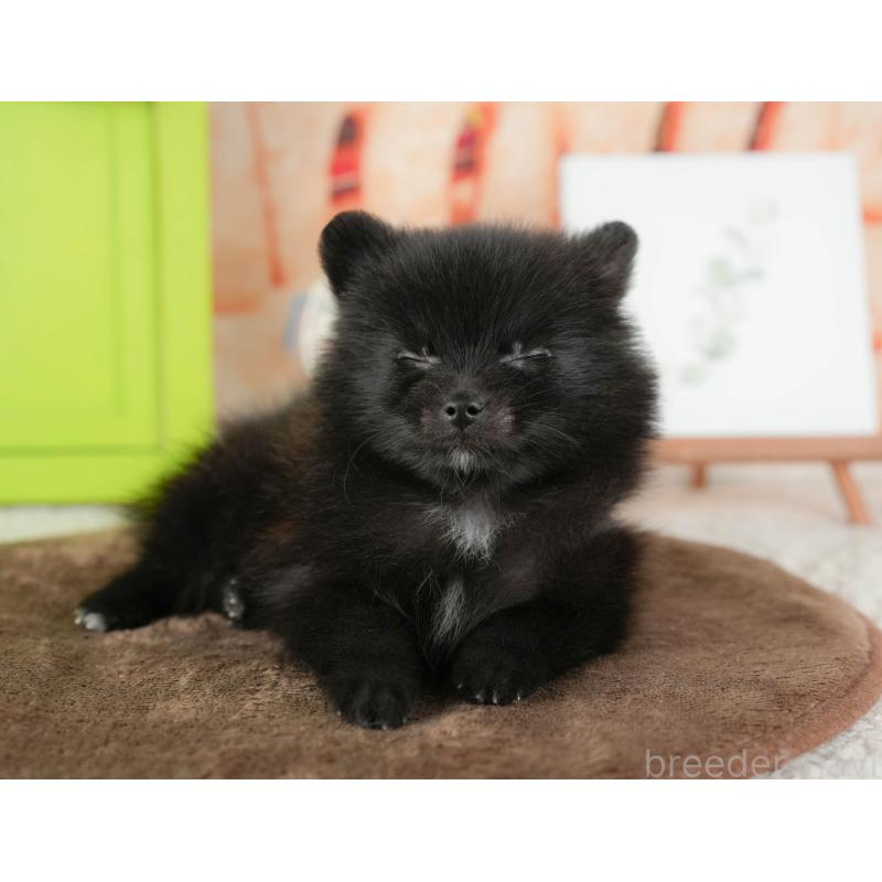 販売中の千葉県のポメラニアン-422935の4枚目