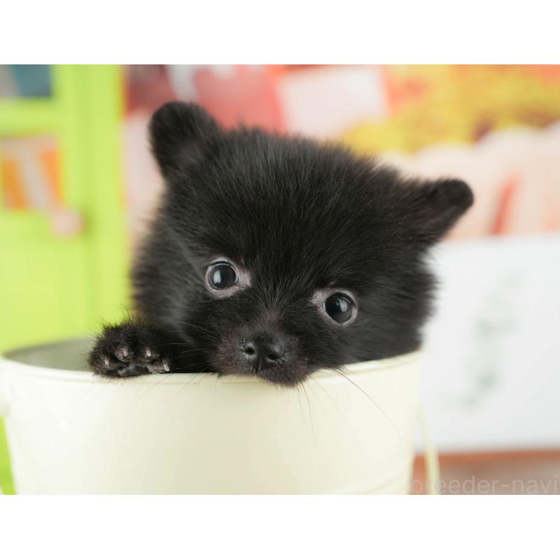 販売中の千葉県のポメラニアン-422935の3枚目