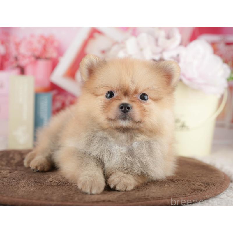 販売中の千葉県のポメラニアン-422934の1枚目