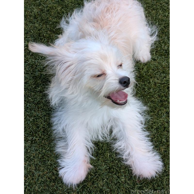 販売中の三重県のミックス犬-388383の2枚目