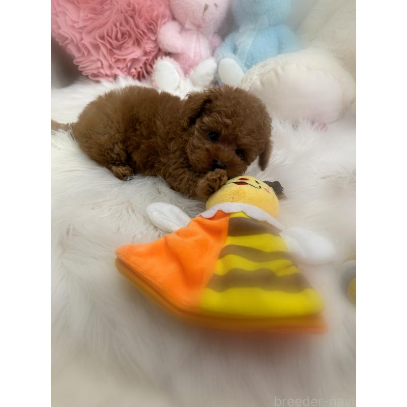 成約済の香川県のタイニープードル-419027の4枚目