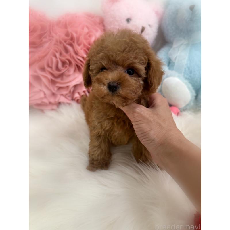 成約済の香川県のタイニープードル-419027の3枚目