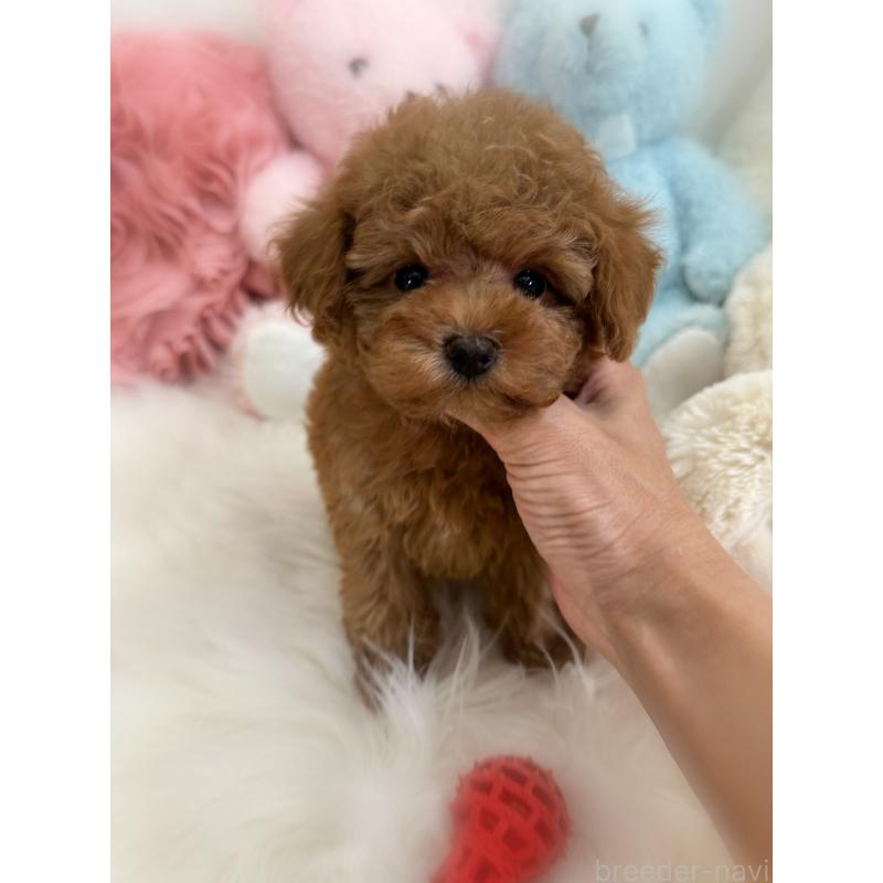 成約済の香川県のタイニープードル-419027の2枚目