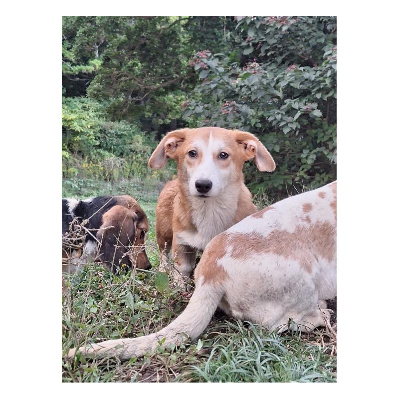 販売中の神奈川県のミックス犬-393452の4枚目