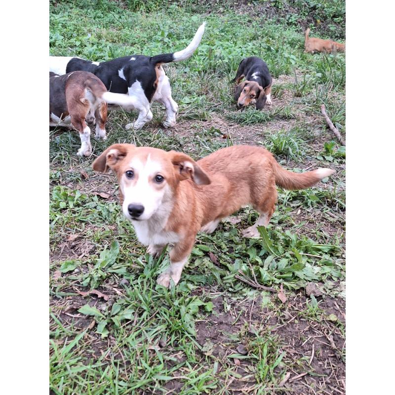 販売中の神奈川県のミックス犬-393452の3枚目