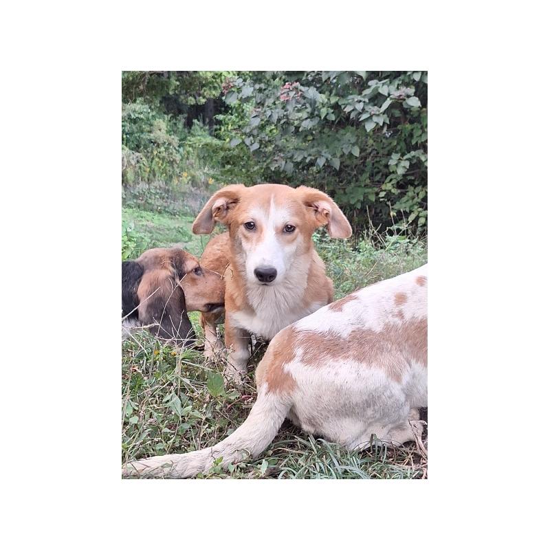 販売中の神奈川県のミックス犬-393452の2枚目