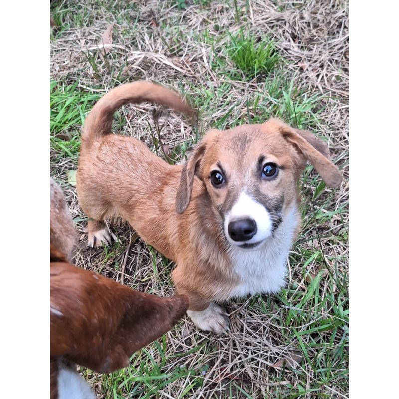 販売中の神奈川県のミックス犬-397708の11枚目