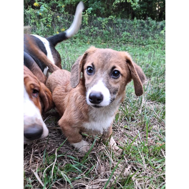 販売中の神奈川県のミックス犬-397708の10枚目