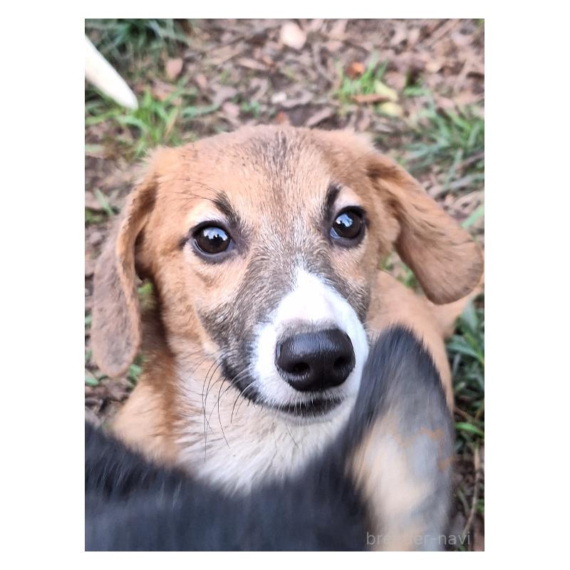 販売中の神奈川県のミックス犬-397708の9枚目