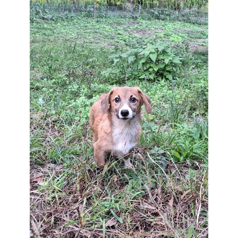 販売中の神奈川県のミックス犬-397708の8枚目