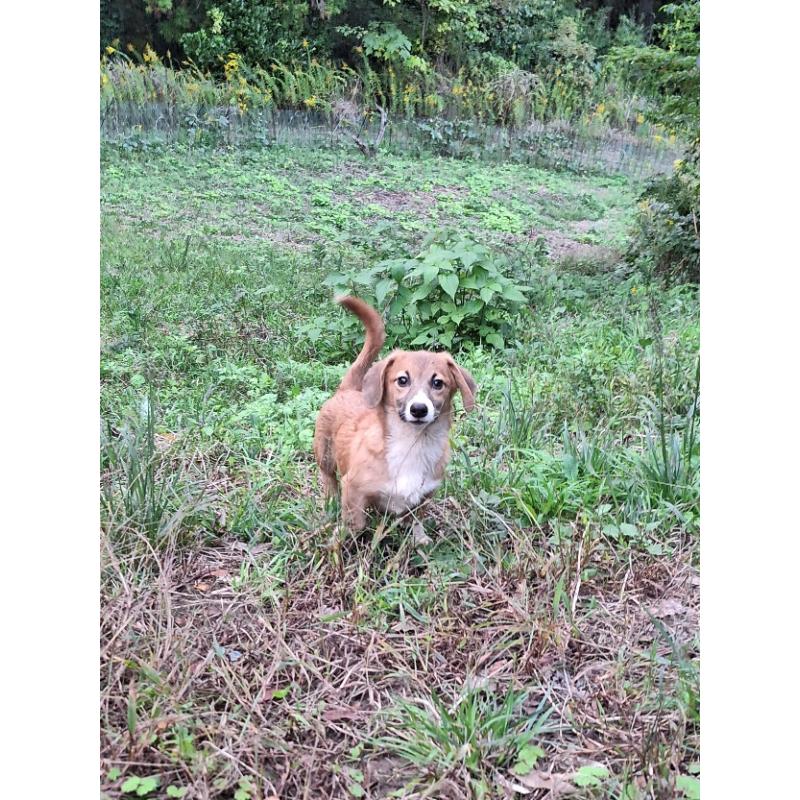 販売中の神奈川県のミックス犬-397708の7枚目