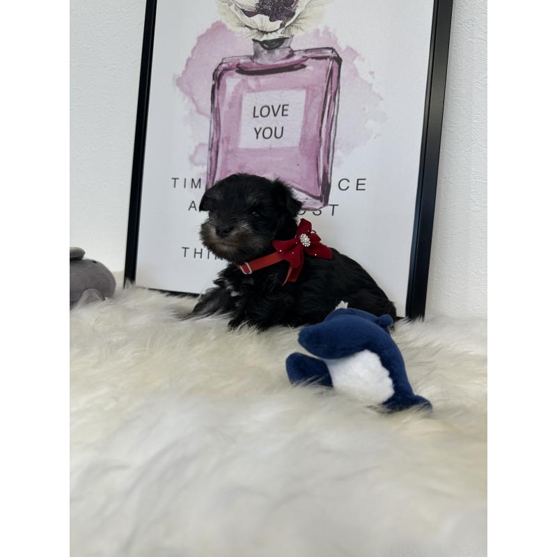 販売中の栃木県のミニチュアシュナウザー-422852の7枚目