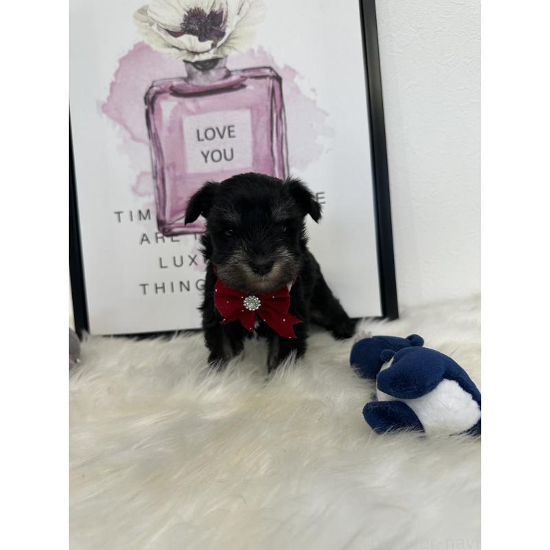 販売中の栃木県のミニチュアシュナウザー-422852の6枚目